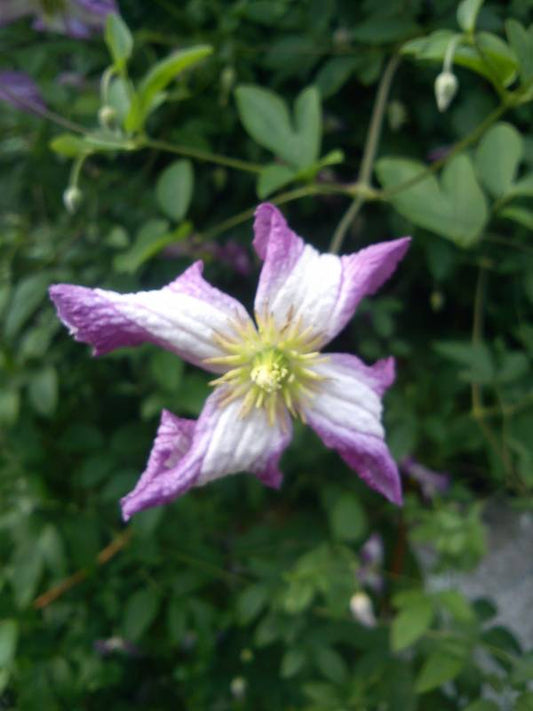 Viticella Minuet Clematis Vine