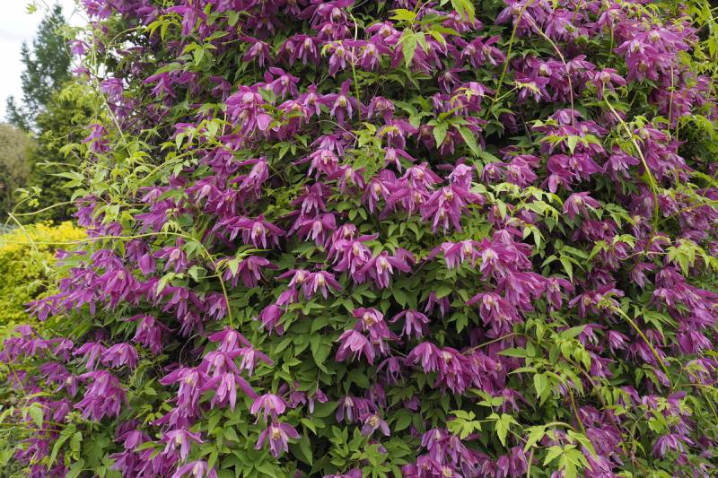 Clematis Alpina ‘Constance’ Vine