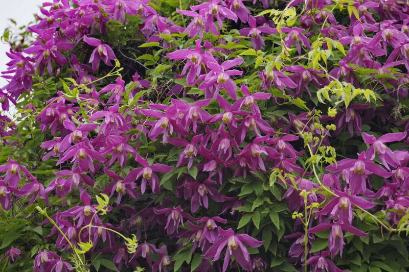 Clematis Alpina ‘Constance’ Vine