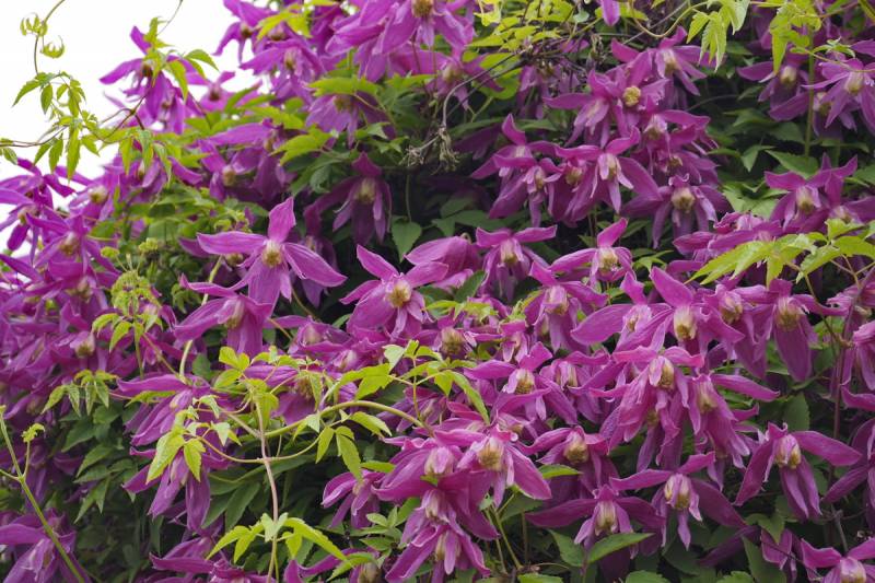 Clematis Alpina ‘Constance’ Vine