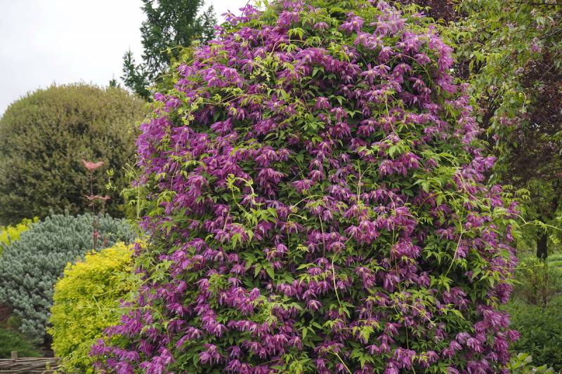 Clematis Alpina ‘Constance’ Vine