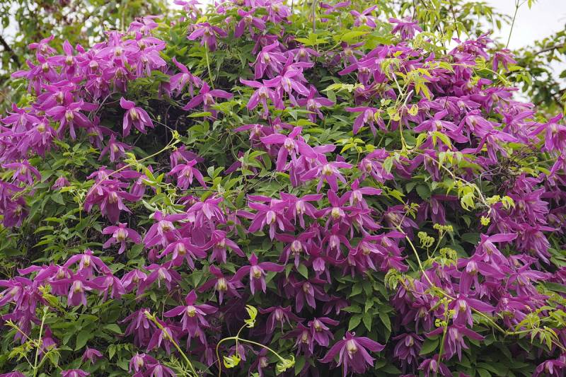 Clematis Alpina ‘Constance’ Vine