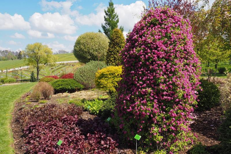Clematis Alpina ‘Constance’ Vine