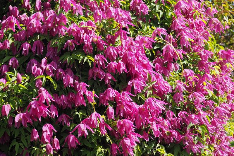 Clematis Alpina ‘Constance’ Vine