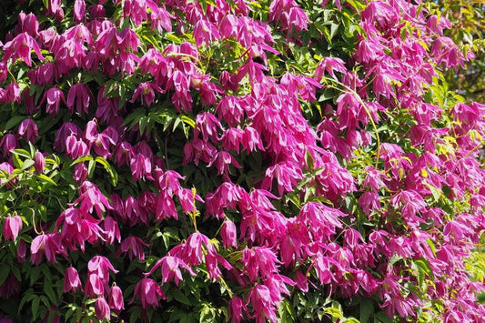 Clematis Alpina ‘Constance’ Vine