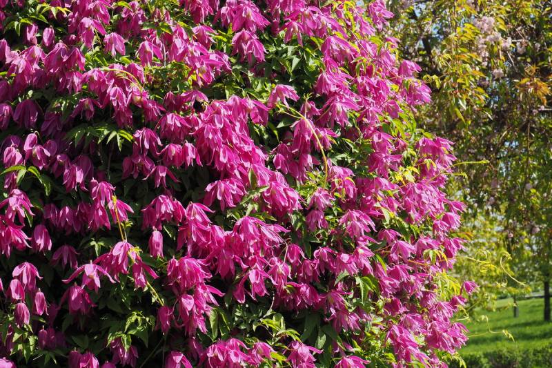Clematis Alpina ‘Constance’ Vine