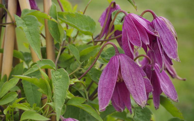 Clematis Alpina ‘Constance’ Vine
