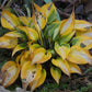 Touch of Class Hosta Plant