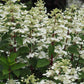 Hydrangea paniculata Wim’s Red Fire And Ice