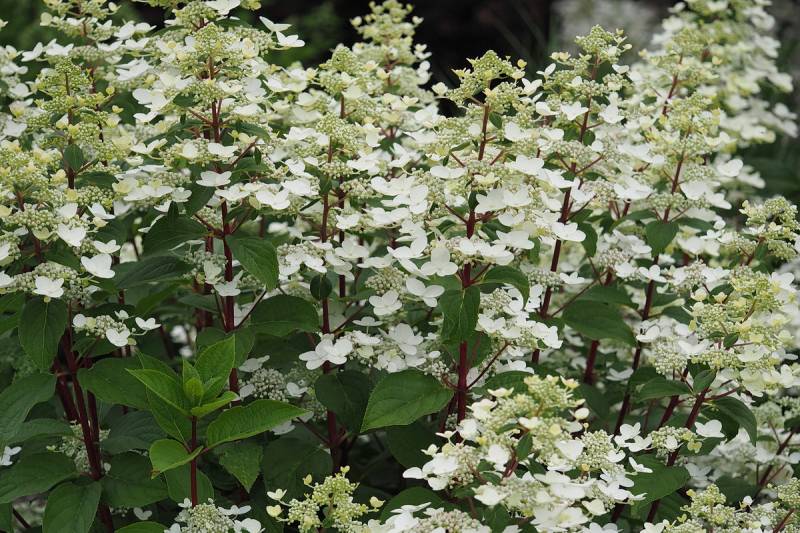 Hydrangea paniculata Wim’s Red Fire And Ice