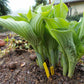 Komodo Dragon Hosta Plant