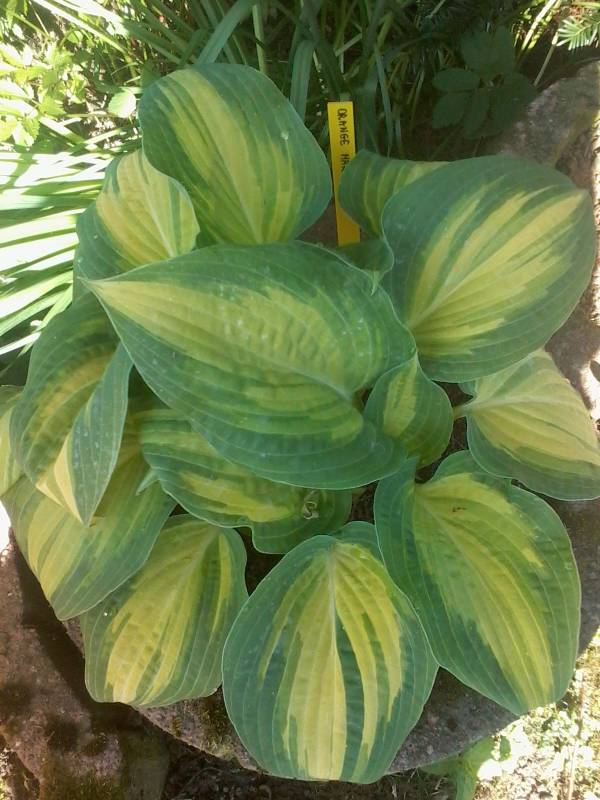 Orange Marmalade Hosta Plant