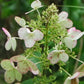 Hydrangea paniculata Interhydia Pink Diamond