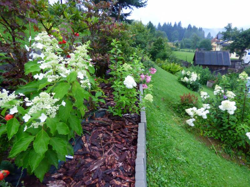 Hydrangea paniculata Renhy Vanille Fraise