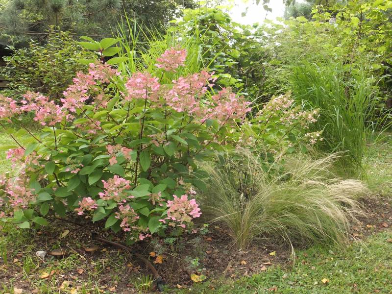 Hydrangea paniculata Wim’s Red Fire And Ice