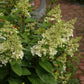 Hydrangea paniculata DVPinky Pinky Winky