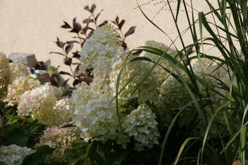 Hydrangea paniculata ILVOBO Bobo