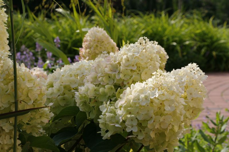 Hydrangea paniculata ILVOBO Bobo
