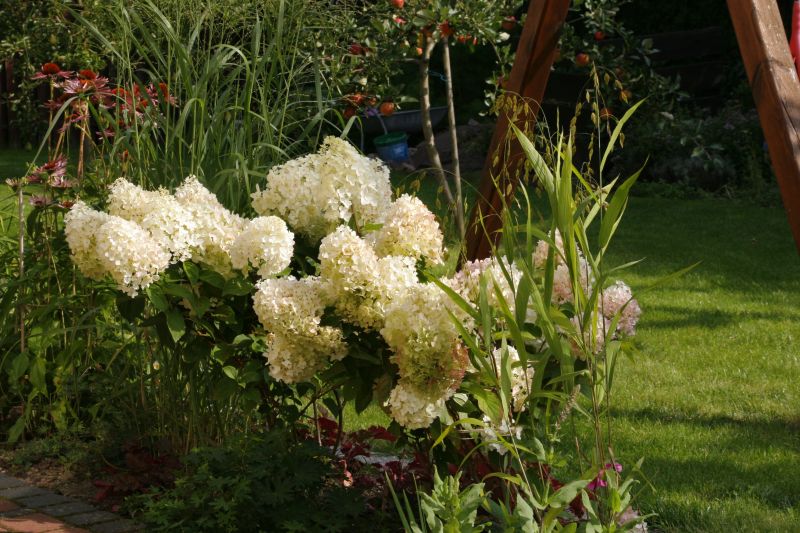 Hydrangea paniculata ILVOBO Bobo