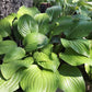 Royal Standard Hosta Plant