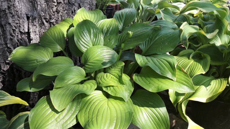 Royal Standard Hosta Plant