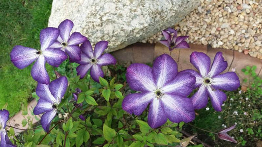 Viticella Venosa Violacea Clematis Vine