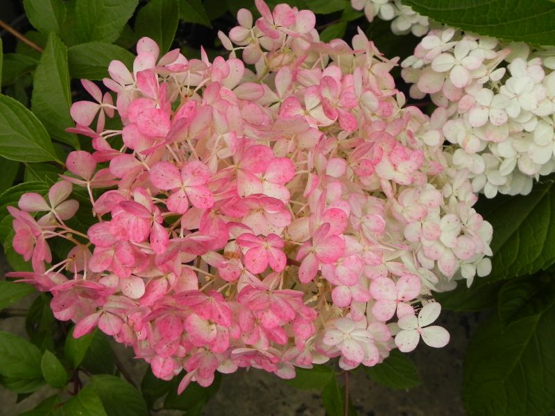 Hydrangea paniculata Renhy Vanille Fraise