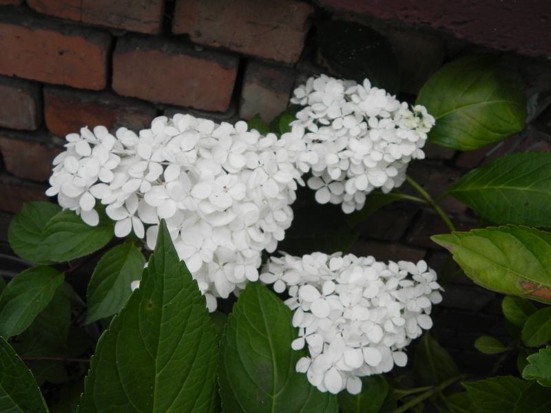 Hydrangea paniculata Renhy Vanille Fraise