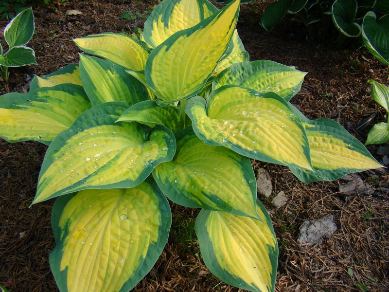 Orange Marmalade Hosta Plant