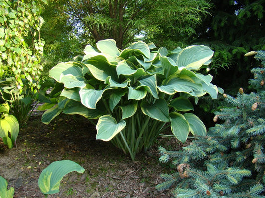 Regal Splendour Hosta Plant