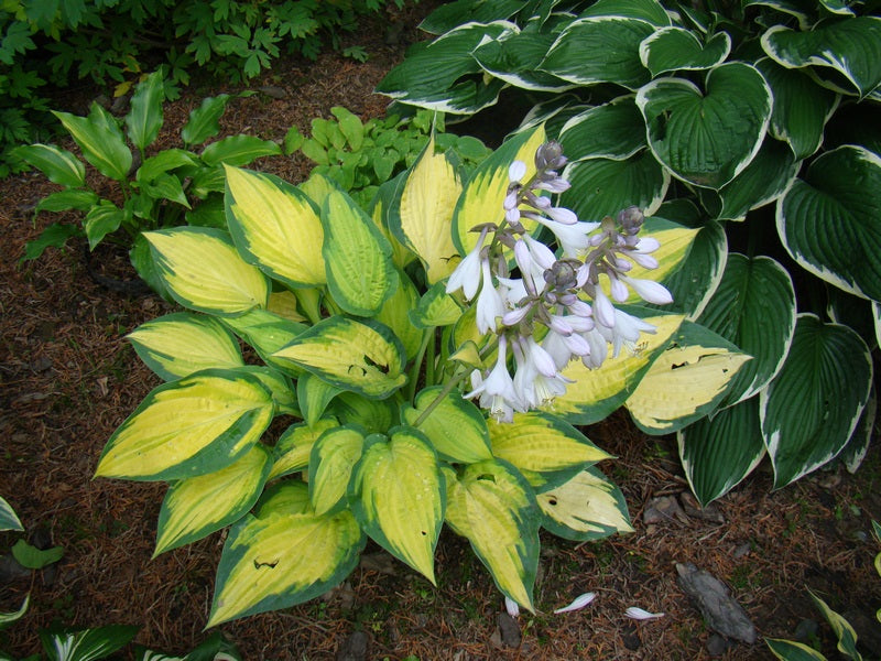 Orange Marmalade Hosta Plant