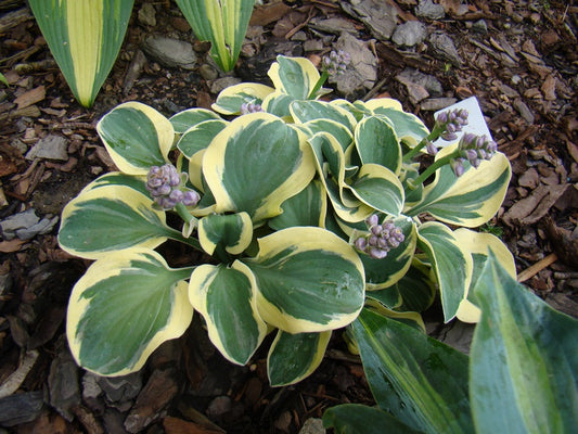 Lucky Mouse Hosta Plant