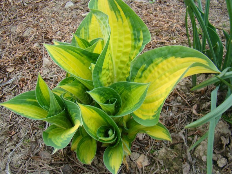 Orange Marmalade Hosta Plant