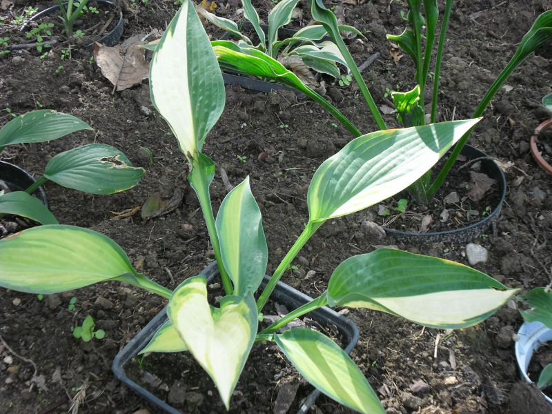 Orange Marmalade Hosta Plant