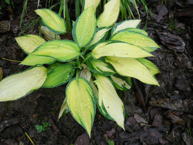 Orange Marmalade Hosta Plant