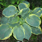 Pizzazz Hosta Plant