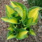 Orange Marmalade Hosta Plant