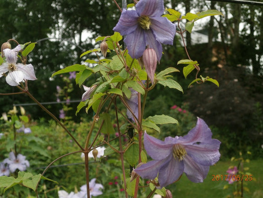 Prince Charles Clematis Vine