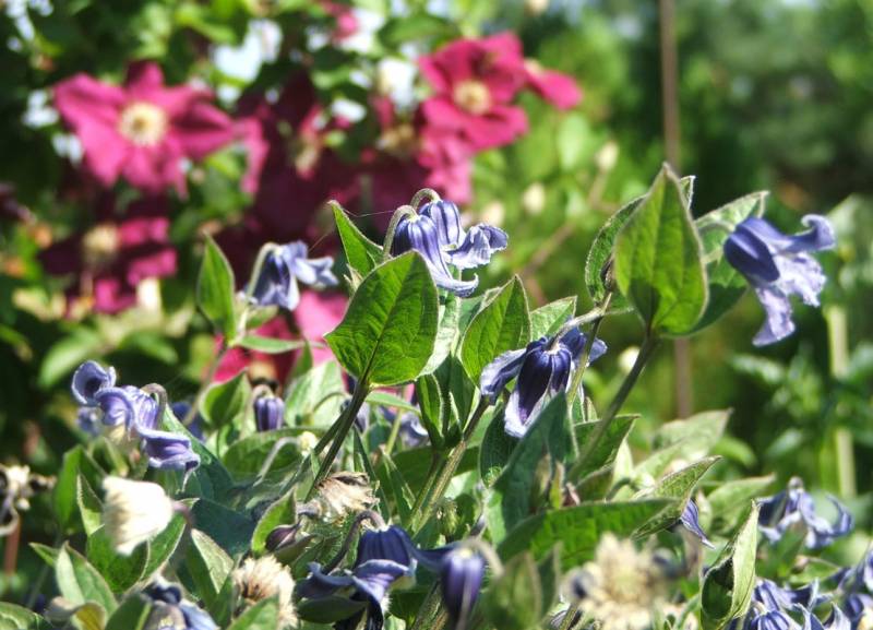 Integrifolia Olgea Clematis Vine