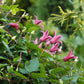 Texensis Princess Diana Clematis Vine