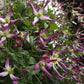 Triternata Rubromarginata Clematis Vine