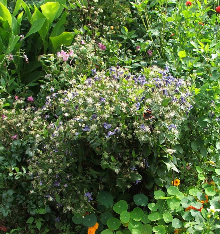 Integrifolia Olgea Clematis Vine