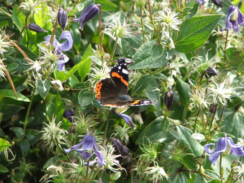 Integrifolia Olgea Clematis Vine