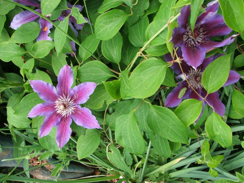 Fireworks Clematis Vine