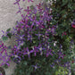 Sweet Summer Love Clematis