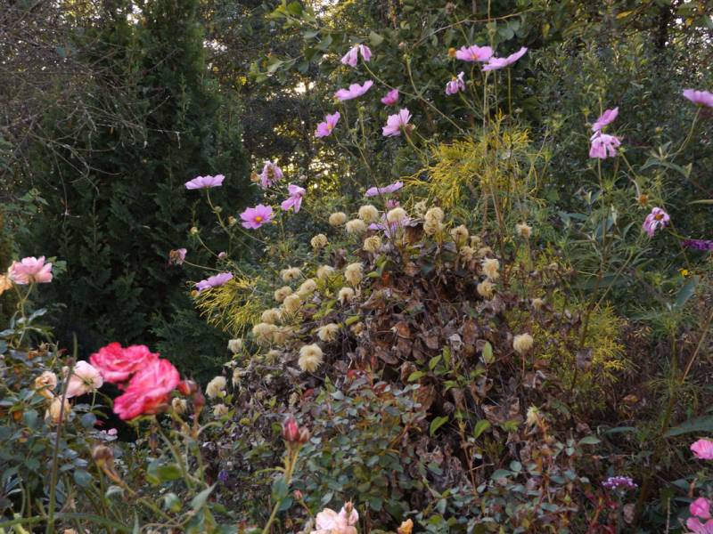 Texensis Princess Diana Clematis Vine
