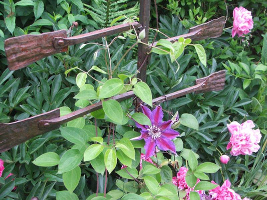 Fireworks Clematis Vine