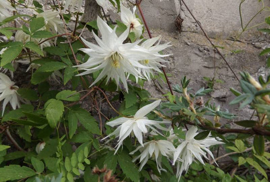 Florida Alba Plena Clematis Vine