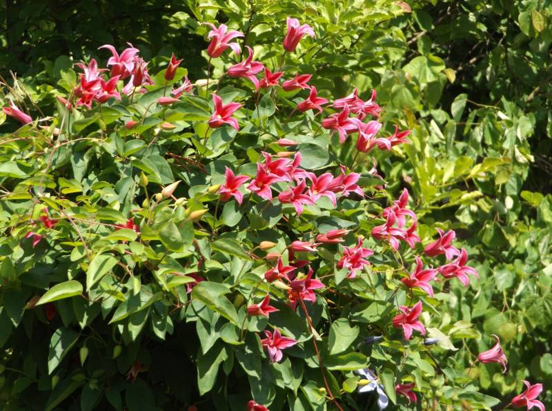 Texensis Princess Diana Clematis Vine