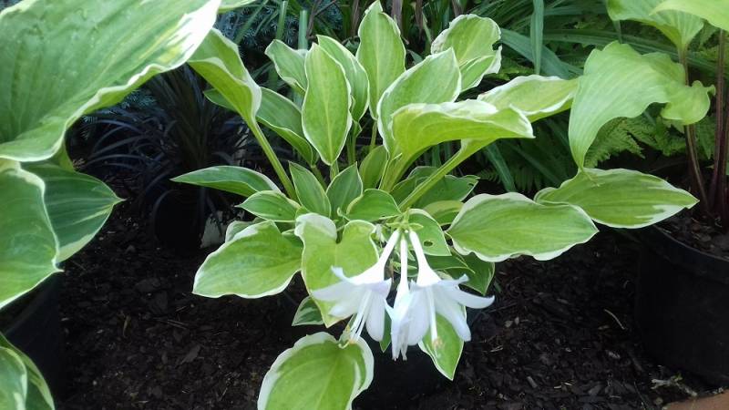 So Sweet Hosta Plant